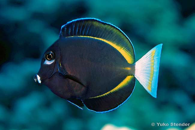 Whitecheek Surgeonfish juvenile, Acanthurus nigricans