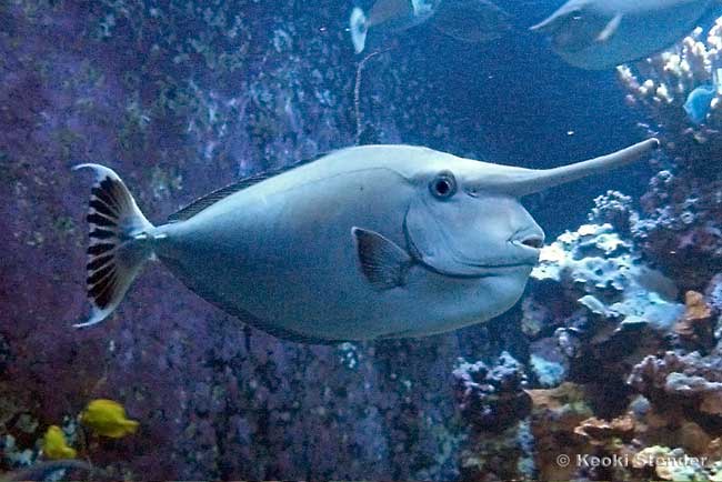 Whitemargin Unicorn, Naso annulatus