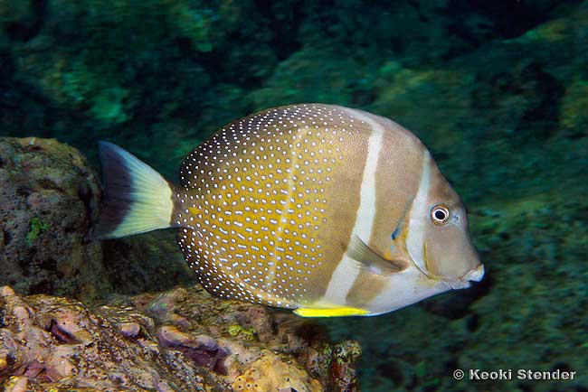 Whitespotted Surgeonfish, Acanthurus guttatus