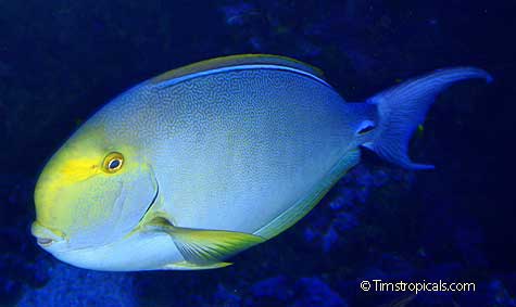 Yellowfin Surgeon, Acanthurus xanthopterus
