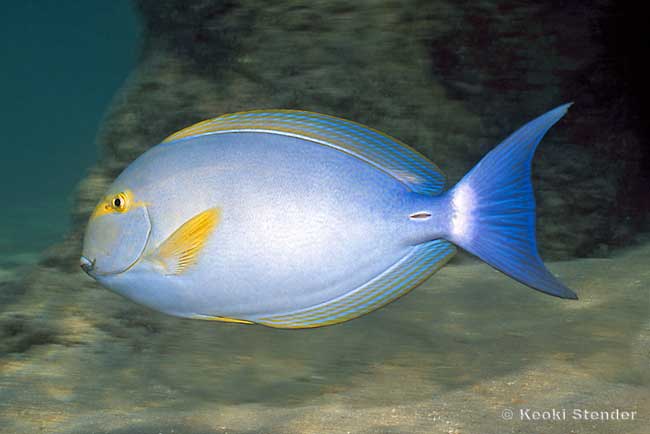 Yellowfin Surgeon, Acanthurus xanthopterus
