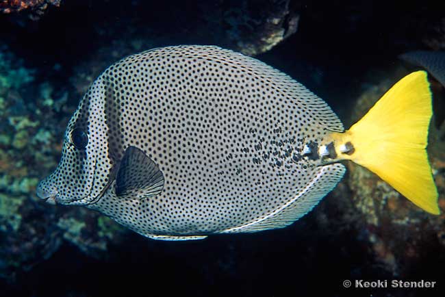 Yellowtail Surgeon, Prionurus punctatus