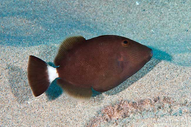 Bridled Triggerfish juvenile, Sufflamen fraenatus