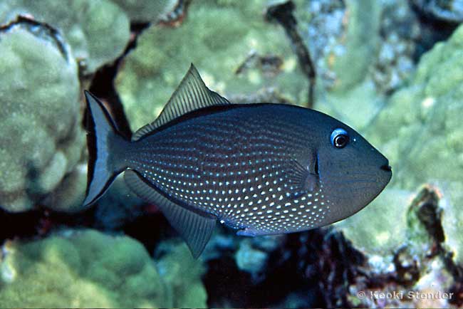 Gilded Triggerfish female, Xanthichthys auromarginatus