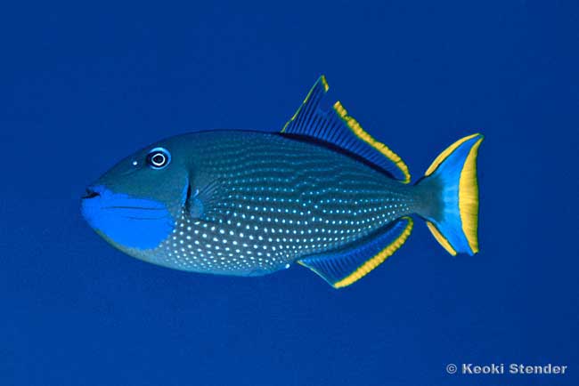 Gilded Triggerfish male, Xanthichthys auromarginatus
