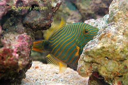 Orange-Lined Triggerfish, Balistapus undulatus