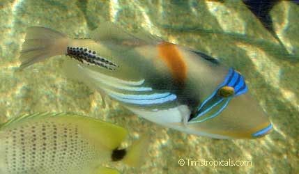 Picasso, Reef or Blackbar Triggerfish, Rhinecanthus aculeatus