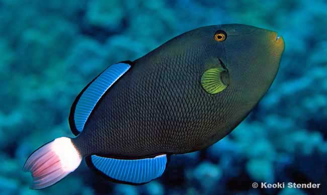 Pink Tail Triggerfish, Melichthys vidua