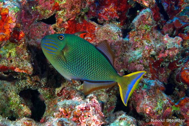 Redtail Triggerfish female, Crosshatch Trigger, Xanthichthys mento