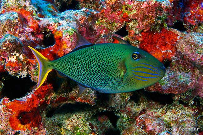 Redtail Triggerfish female, Crosshatch Trigger, Xanthichthys mento