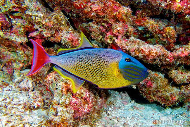 Redtail Triggerfish male, Crosshatch Trigger, Xanthichthys mento