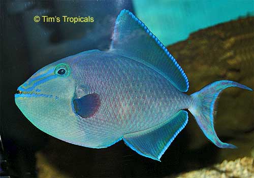 Redtoothed Triggerfish, Odonus niger