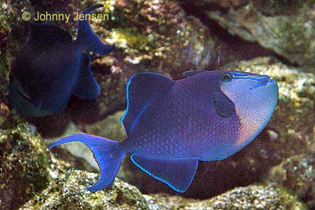 Redtoothed Triggerfish, Odonus niger