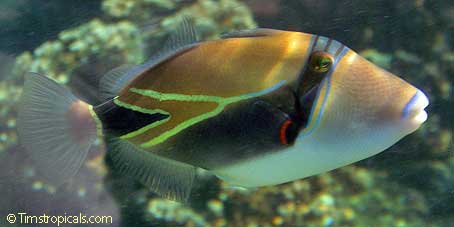 Reef Triggerfish, Rhinecanthus rectangulus