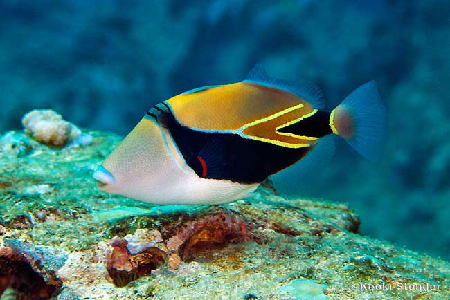Reef Triggerfish, Rhinecanthus rectangulus