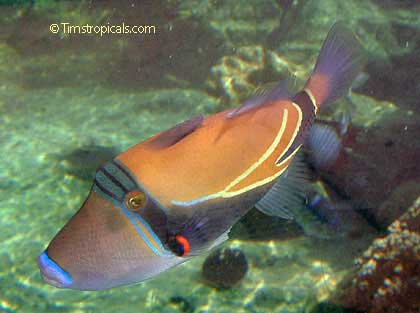 Reef Triggerfish, Rhinecanthus rectangulus