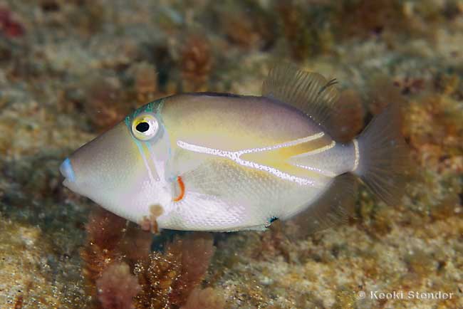 Reef Triggerfish, Rhinecanthus rectangulus