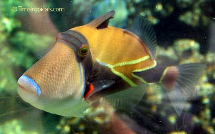Reef Triggerfish, Rhinecanthus rectangulus
