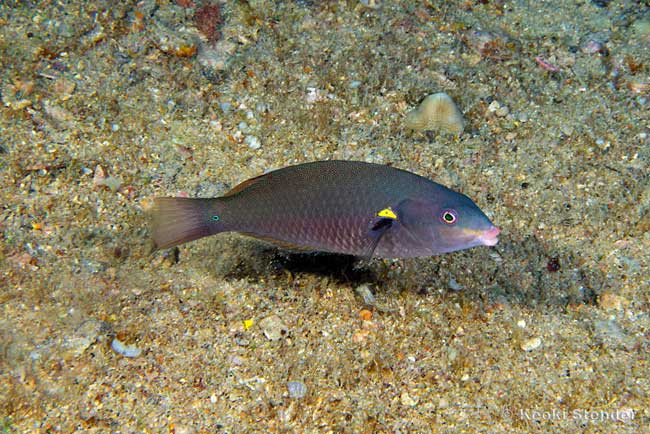 Belted Wrasse female, Stethojulis balteata