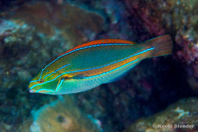Belted Wrasse male, Stethojulis balteata