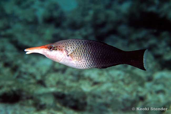 Bird Wrasse female, Gomphosus varius