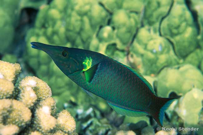 Bird Wrasse male, Gomphosus varius