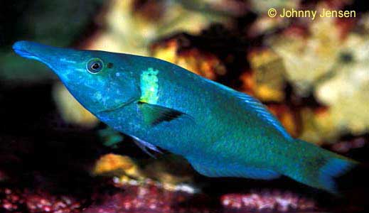 Bird Wrasse male, Gomphosus varius