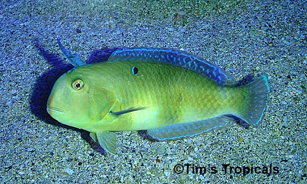 Blackspot Razorfish, Xyrichtys dea
