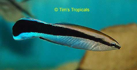 Blue Streak Cleaner Wrasse, Labroides dimidiatus