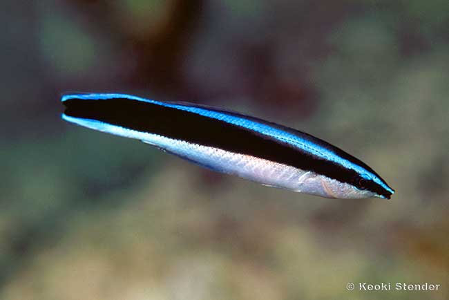 Blue Streak Cleaner Wrasse, Labroides dimidiatus