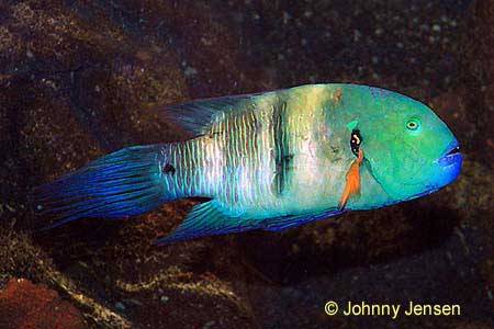 Broomtail Wrasse, Cheilinus lunulatus