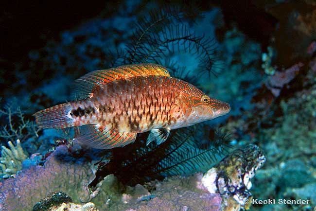 Celebes Wrasse, Sulawesi Wrasse, Oxycheilinus celebicus