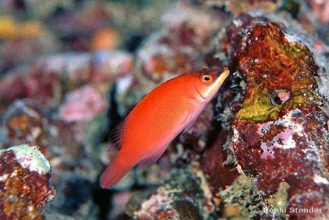Striated Wrasse, Chinstrap Wrasse, Pseudocheilinus evanidus