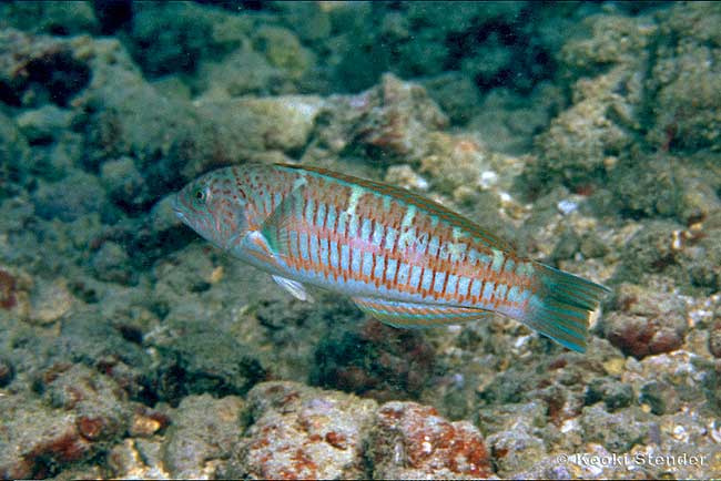 Christmas Wrasse female, Thalassoma trilobatum