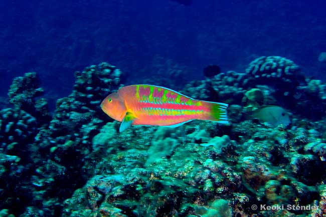 Christmas Wrasse male, Thalassoma trilobatum