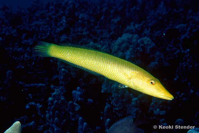 Cigar Wrasse, Cheilio inermis