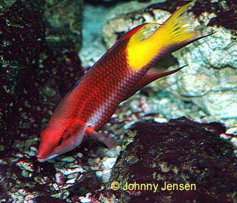 Cuban Hogfish, Bodianus pulchellus