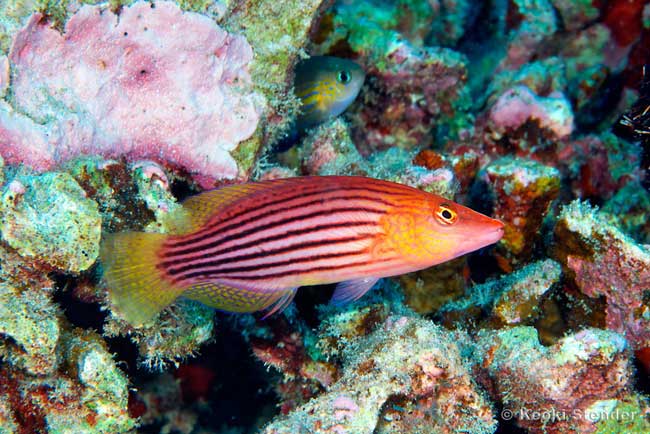 Eight-Lined Wrasse, Pseudocheilinus octotaenia