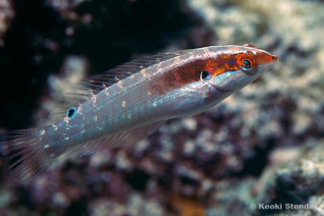 Elegant Coris, female, Coris venusta