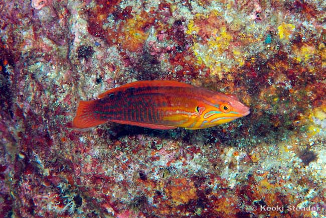 Elegant Coris, female, Coris venusta