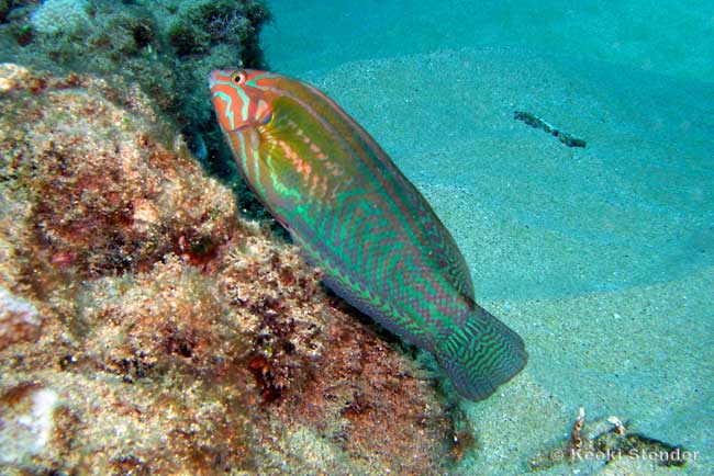 Elegant Coris, male, Coris venusta
