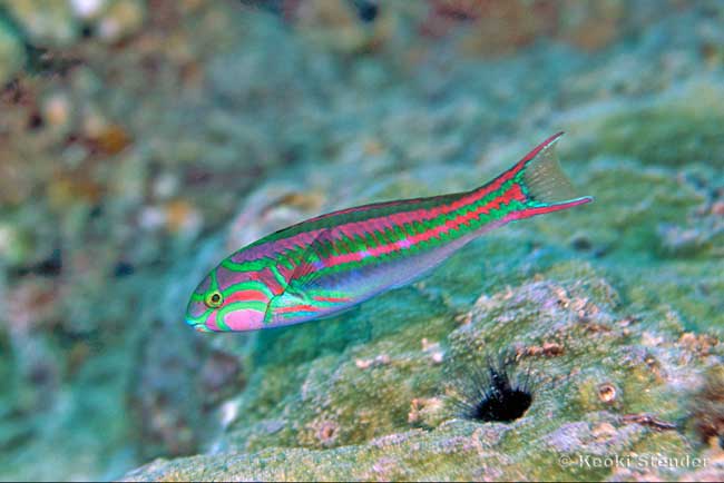 Fivestripe  Wrasse, Thalassoma quinquevittatum