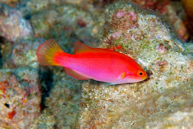 Flame Wrasse, female, Cirrhilabrus jordani
