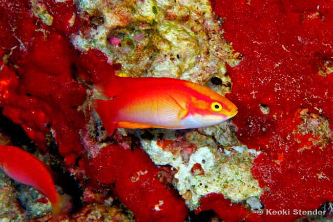 Flame Wrasse, male, Cirrhilabrus jordani