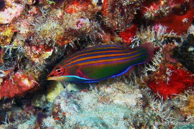 Four-Lined Wrasse, Pseudocheilinus tetrataenia