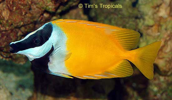 FoxFace Rabbitfish, Siganus vulpinus