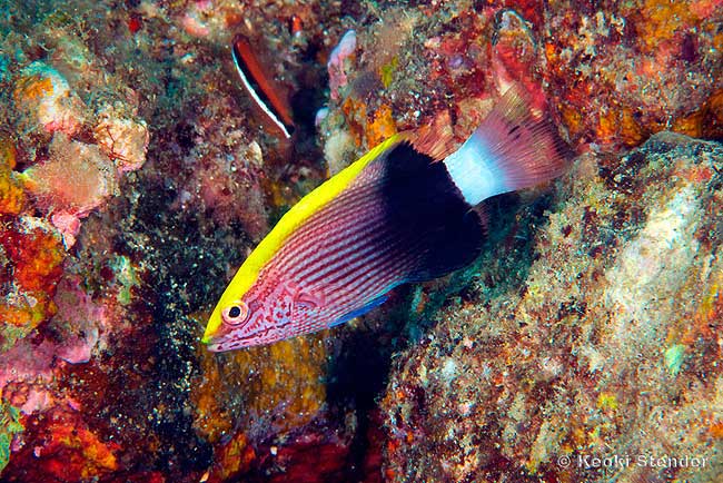 Hawaiian Hogfish juvenile, Bodianus albotaeniatus