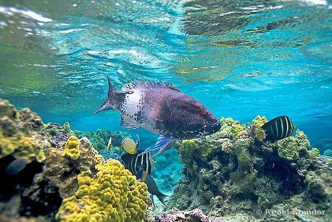 Hawaiian Hogfish male, Bodianus albotaeniatus