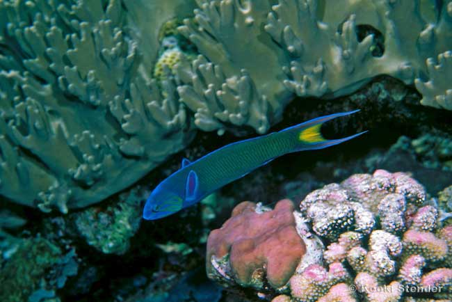 Moon Wrasse, Thalassoma lunare
