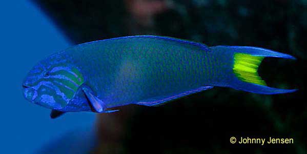 Moon Wrasse, Thalassoma lunare